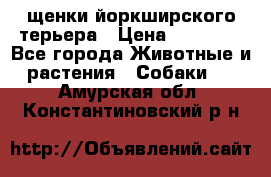 щенки йоркширского терьера › Цена ­ 20 000 - Все города Животные и растения » Собаки   . Амурская обл.,Константиновский р-н